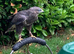 Male Buzzard