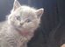 3 beautiful british short-hair kittens left