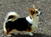 KC Pembroke Corgis