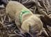 French bulldog puppies