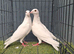 White busschaert Pigeon Pair