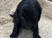 Cocker spaniel pups