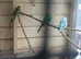 2 pairs budgies