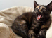BSH x Russian blue mixed breed kittens
