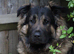 Stunning puppies ready to leave