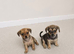 3 gorgeous dameranian puppies Ready now