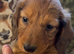 LONGHAIRED STANDARD KC DACHSHUNDS