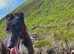 Lovely dog needing a home