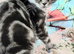 Bsh.kitten boy looking for new home now.