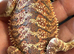 Bearded Dragons