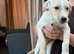 AZALEA – The Little Lap Dog Who May Not Stay Little! ️