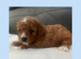 toy cavapoos!!!