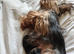 Beautiful 2 boys Yorkshire terrier