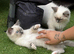 Pedigree blue point kittens ready now