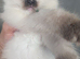 4 delightful ragdoll kittens looking for their families