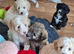 READY NOW BEAUTIFULL MAILTOPOO PUPS