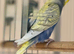 Young Indoor-Raised Budgies perfect pets Cheshire