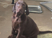 Lab Cross