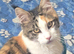 Sell and Rehome Mainecoon