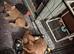 3 KC Shiba Girls looking for homes.