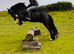 14.2 gelding