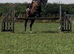 16.1 Registered Irish Draught Gelding