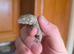 Baby leachianus gecko
