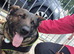 German Shepherd Puppies- Outstanding Quality & Loyal Companions