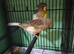 Stunning Pair glosters