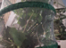Indian stick insects