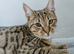 SAVANNAH KITTEN