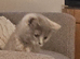 Beautiful  British shorthair girl ready for new home