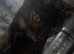 URGENT* Kitten for rehoming