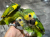 Hand-Rearing Baby Friendly Super Tame Blue Front Amazon Parrot,30