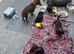 Miniature 3/4 Dachshund 1/4 miniature Jack Russell. Puppies