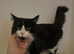 1/2 mainecoon cat