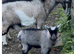 GEOFFREY !   Adorable, rotund , well marked baby boy wether. Ready now