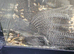 15 common plecos free to good home