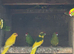 Kakariki for sale