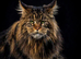 Maine coon kittens