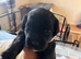 Cockapoo Mix