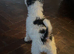 Wire haired Fox Terrier Puppy for sale