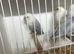Peach face aqua/turquoise-type colour mutation Love birds
