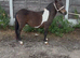 Patch 2yo miniature Shetland gelding