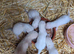 Ferret kits for sale