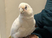 Silly tame beard eyed cockatoo