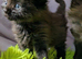 Gorgeous very Fluffy Chocolate Kittens, part Savannah part British Blue