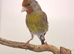 2025 goldfinch mule