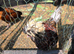 Polish Cockerel