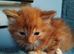 Domestic/main coon/ragdoll